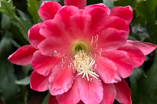 Epiphyllum Orchid Cactus 'Meadow Rose' | 2 Rooted Cuttings with New Growth | Stunning Blooms | Easy-Care Succulent Plant