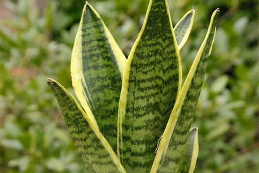 Sansevieria Golden Hahnii Snake Plant Starter - Dwarf Variegated Houseplant - Air Purifying & Low Maintenance | Mother-in-law’s Tongue