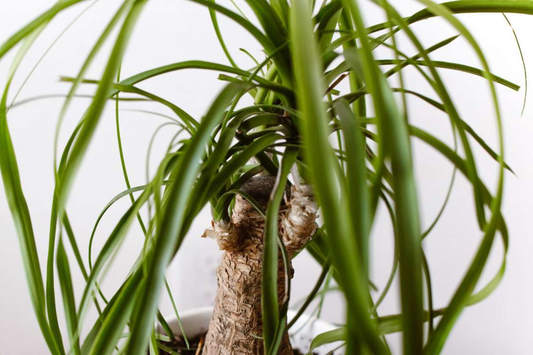 Beaucarnea Multi | Ponytail Palm | Rooted Cutting in 2" Pot | Air-Purifying Low-Maintenance Houseplant