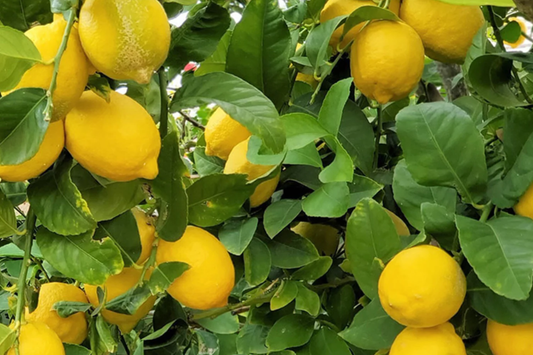5 Lisbon Lemon Cuttings - Citrus limon | 8" Unrooted Fresh Cuttings for Rooting & Grafting