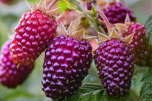 Thornless Purple Raspberry Cutting - Rubus 'Glencoe' | 4" Rooted Starter Plant | Sweet, Tart Berries