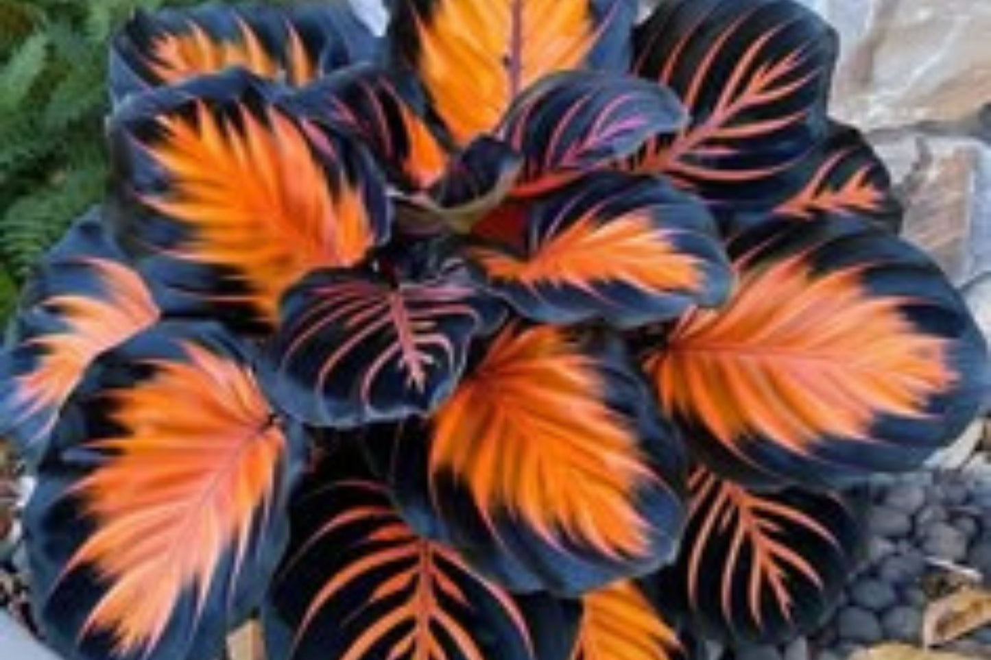 Sunburst Calathea Seeds – 25+ Tropical Houseplant Seeds – USA Grown –  – Easy Care – Striking Foliage – Indoor Garden