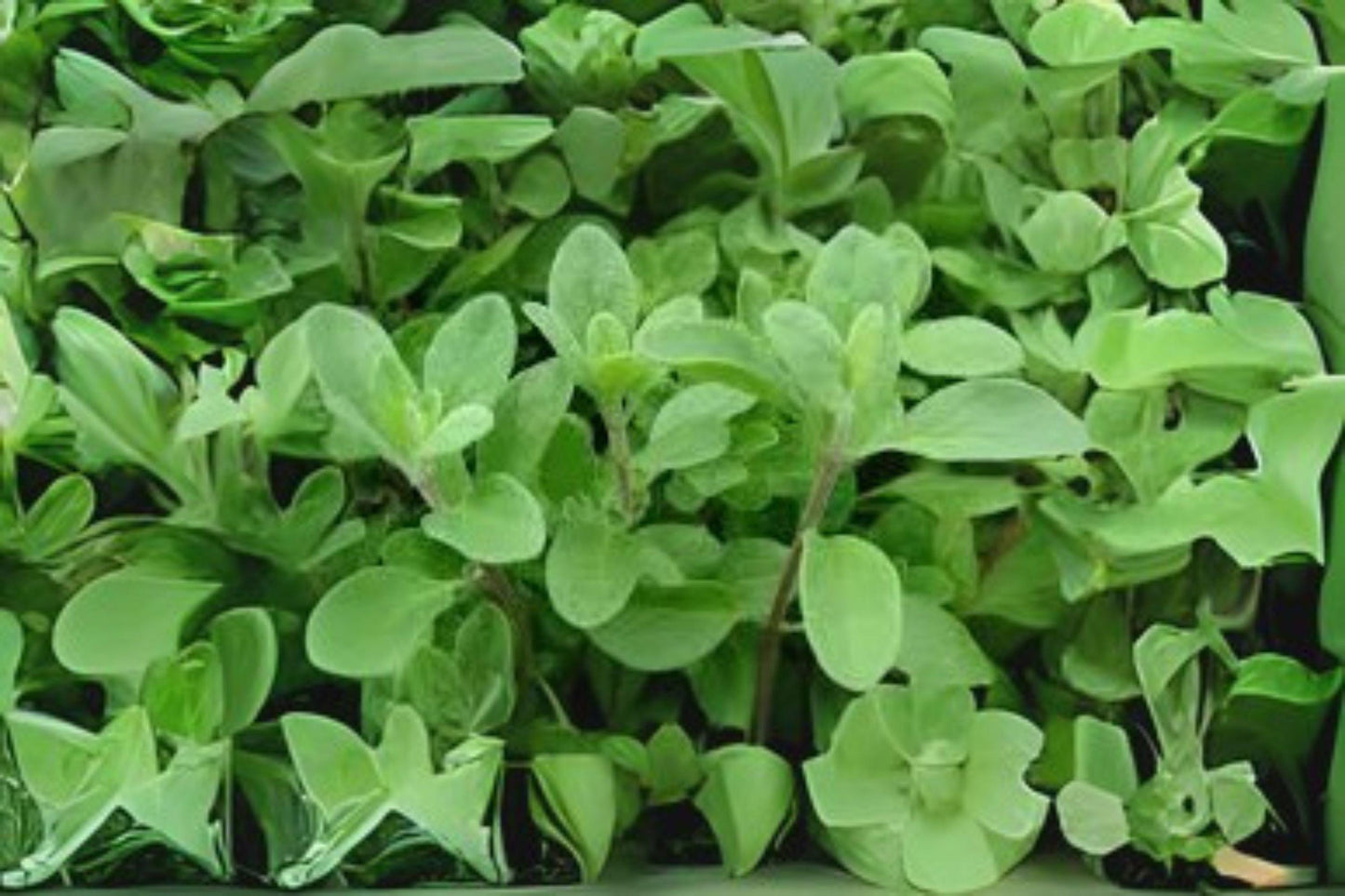 400 Heirloom Marjoram Seeds: Sweet Culinary Herb for Mediterranean Gardens