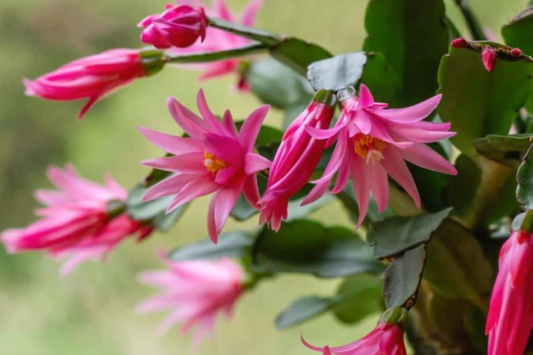 5 Christmas Cactus White Cuttings 4"-5" Unrooted | Easy-to-Propagate Holiday Cactus