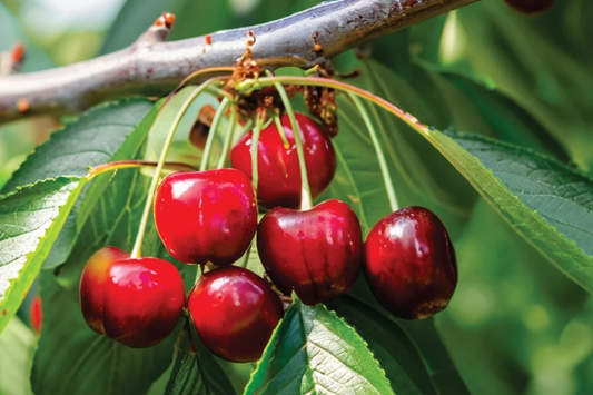 6 Bing Sweet Cherry (Prunus avium) Hardwood Scion Wood Cuttings - Organic, No Roots, Ideal for Grafting, Zones 5-8