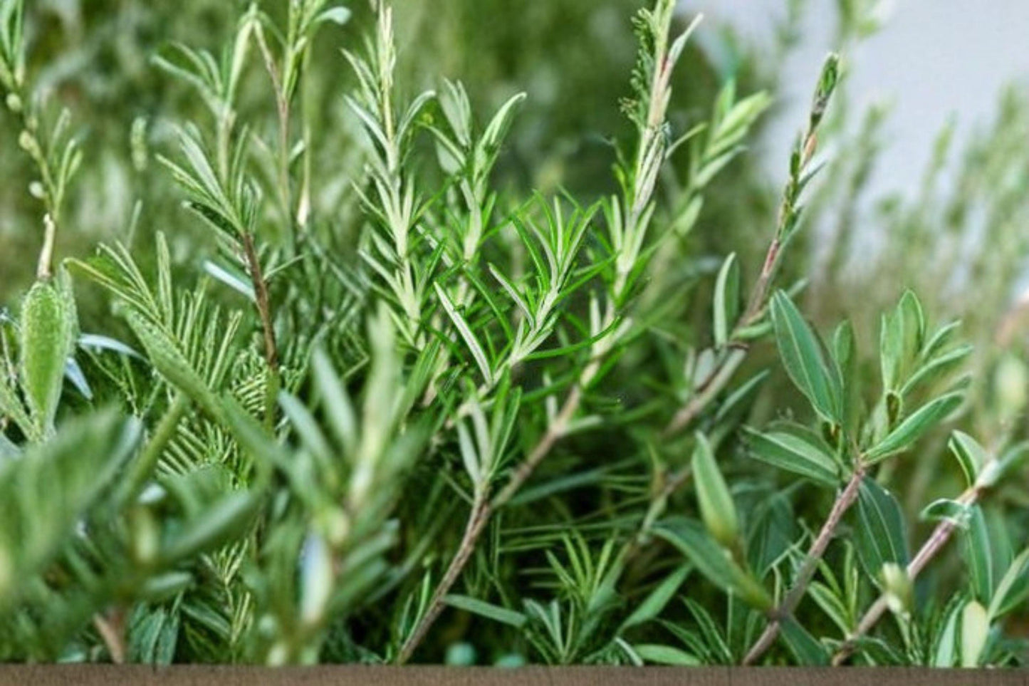 50 Seeds Rosemary Herb | Aromatic Evergreen Perennial | Non-GMO | Culinary & Medicinal Garden Plant