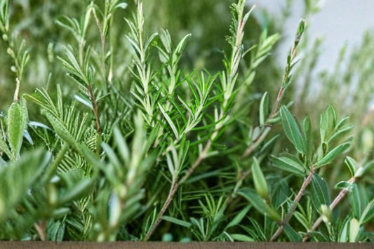 50 Seeds Rosemary Herb | Aromatic Evergreen Perennial | Non-GMO | Culinary & Medicinal Garden Plant