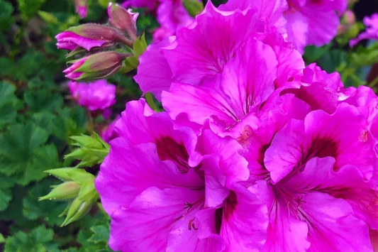 3 Stunning Purple Pink Pelargonium Regal Geranium 6" Live Plant Cuttings - Orchid-Like Flowers, Easy Care, Root & Grow Fast
