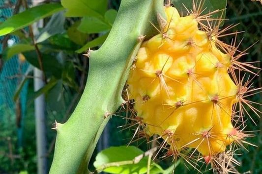 2 Yellow Dragon Fruit Fresh Cuttings (6") - Sweet Tropical Live Plant, Easy to Grow, Ready to Plant - Cactus for Outdoor Gardens