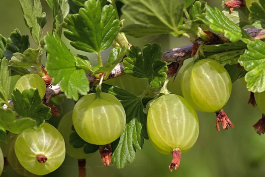 Gooseberry "Pixwell" - 6 Organic Hardwood Cuttings (Scion Wood) 6-9" - Easy Care, Tart Pink Berries, Ideal for Edible Landscaping