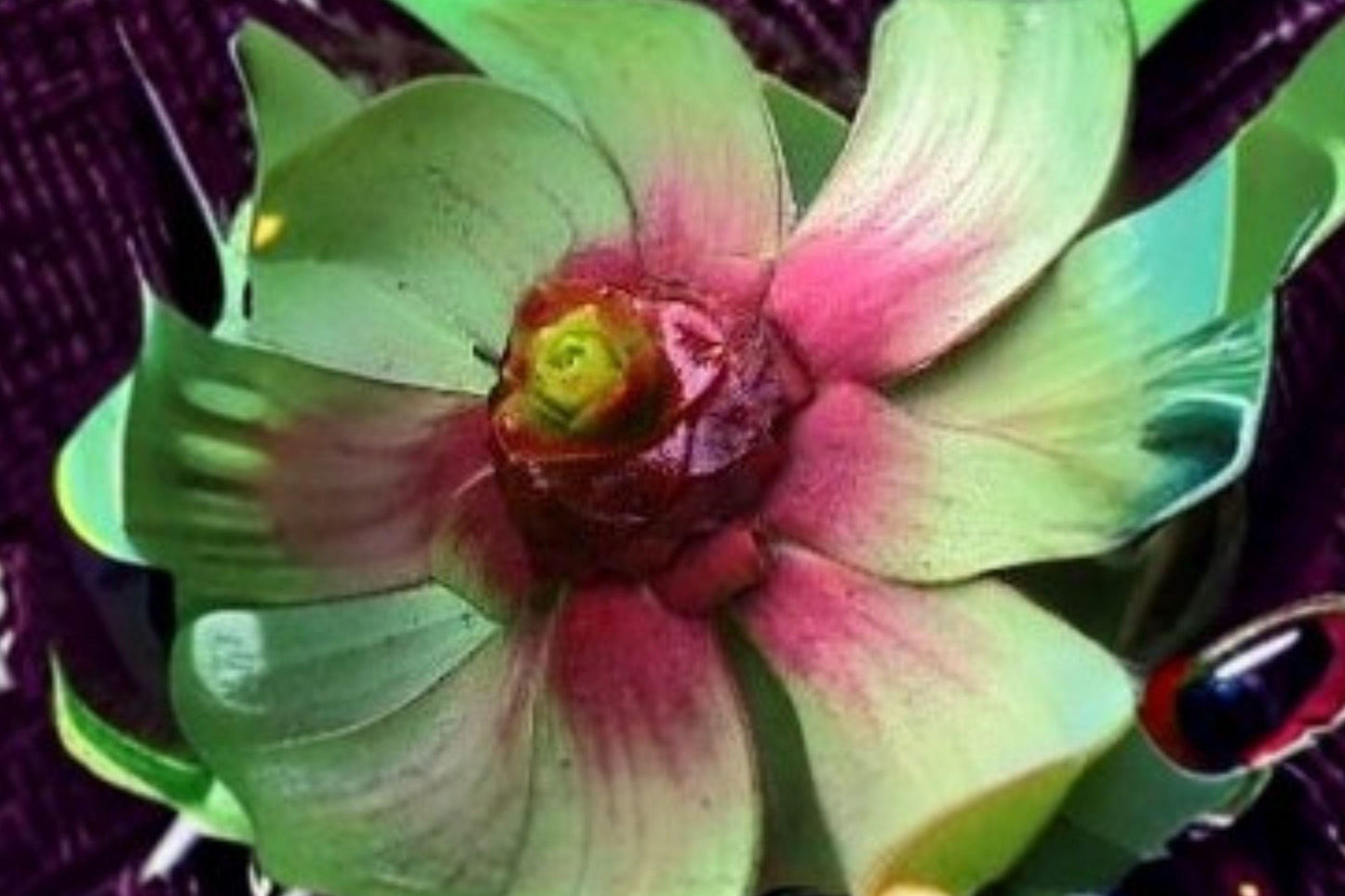 5 Leucadendron tinctum Seeds – Rare South African Shrub – Exotic Flowering Plant – Collector Seeds