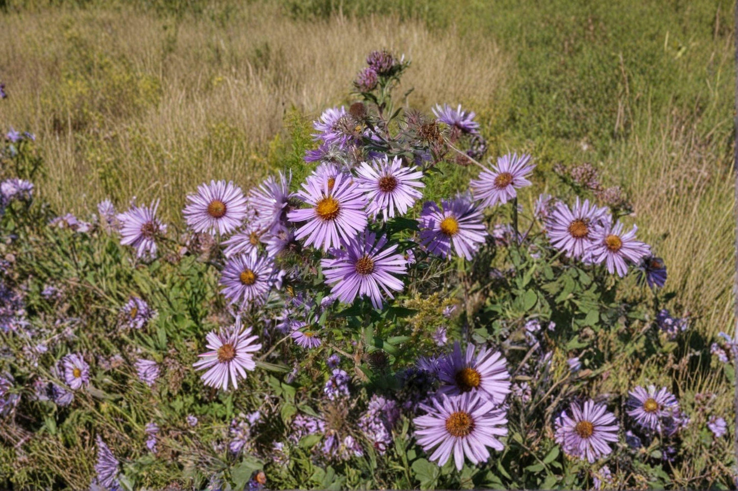 100 Sky Blue Aster Seeds – Symphyotrichum oolentangiense – Native Wildflower
