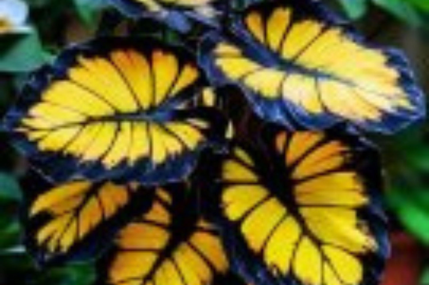 Sunburst Calathea Seeds – 25+ Tropical Houseplant Seeds – USA Grown –  – Easy Care – Striking Foliage – Indoor Garden