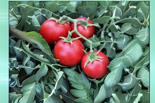 100mg Seeds Tomato Ace 55 | Heirloom Slicing Tomato | Low Acid Garden Vegetable