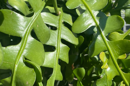 2 Ric Rac Cactus Cuttings - 5-6" Each, Fishbone Cactus (Epiphyllum anguliger) Easy to Root, Unique Zig Zag Indoor/Outdoor Plant