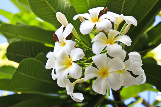 White Plumeria Tree Cutting 6-8" - Fresh Hawaiian Frangipani Plant for Garden & Home
