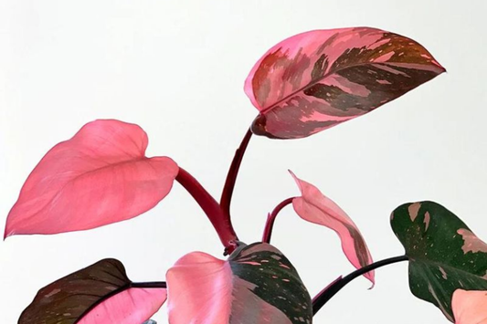 Pink Princess Philodendron High Variegation Cutting - Rare PPP Houseplant, Indoor/Outdoor