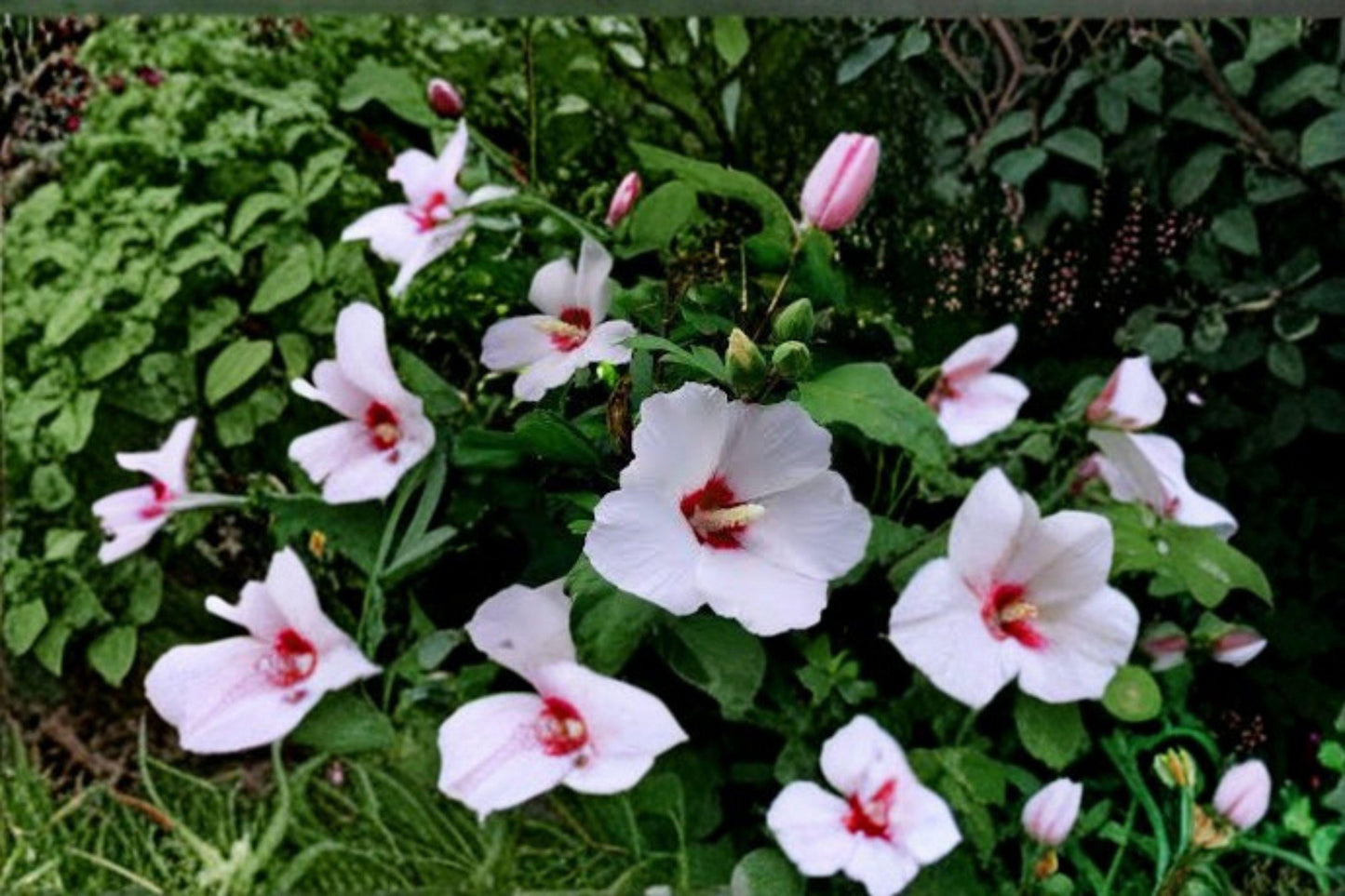 Dwarf White Rose Mallow Seeds: Compact Hardy Hibiscus
