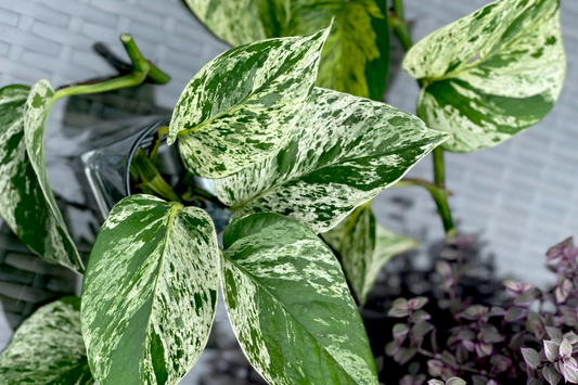 Marble Queen Pothos 5 Node Cutting - Variegated Philodendron Plant, Fresh USA Seller