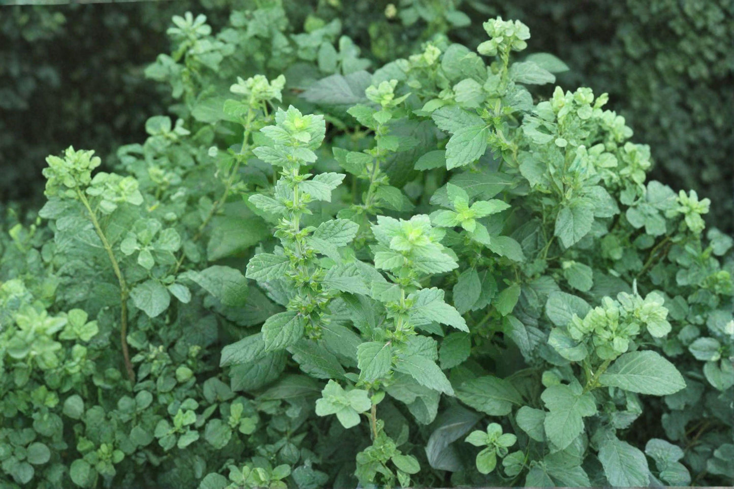 100 Lemon Balm Seeds – Melissa officinalis – Medicinal Herb – Bee Friendly Garden Plant