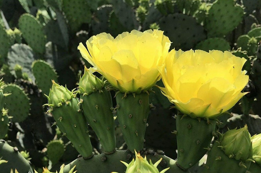 Hardy Opuntia Cacanapa Prickly Pear Cactus | 2 Pads/Cuttings | Winter Resistant, Easy to Grow