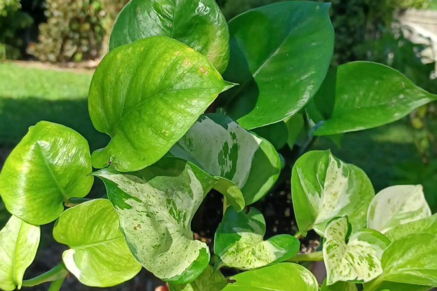 Manjula Pothos Rooted Cutting | Live Houseplant Cutting with Variegated Leaves | Easy Care & Stunning Foliage