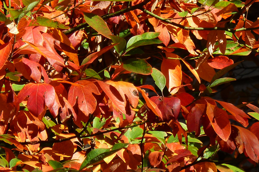 8 Sassafras Cuttings | Grow Your Own Tree | Fast Delivery, Easy Rooting, Beautiful Fall Colors