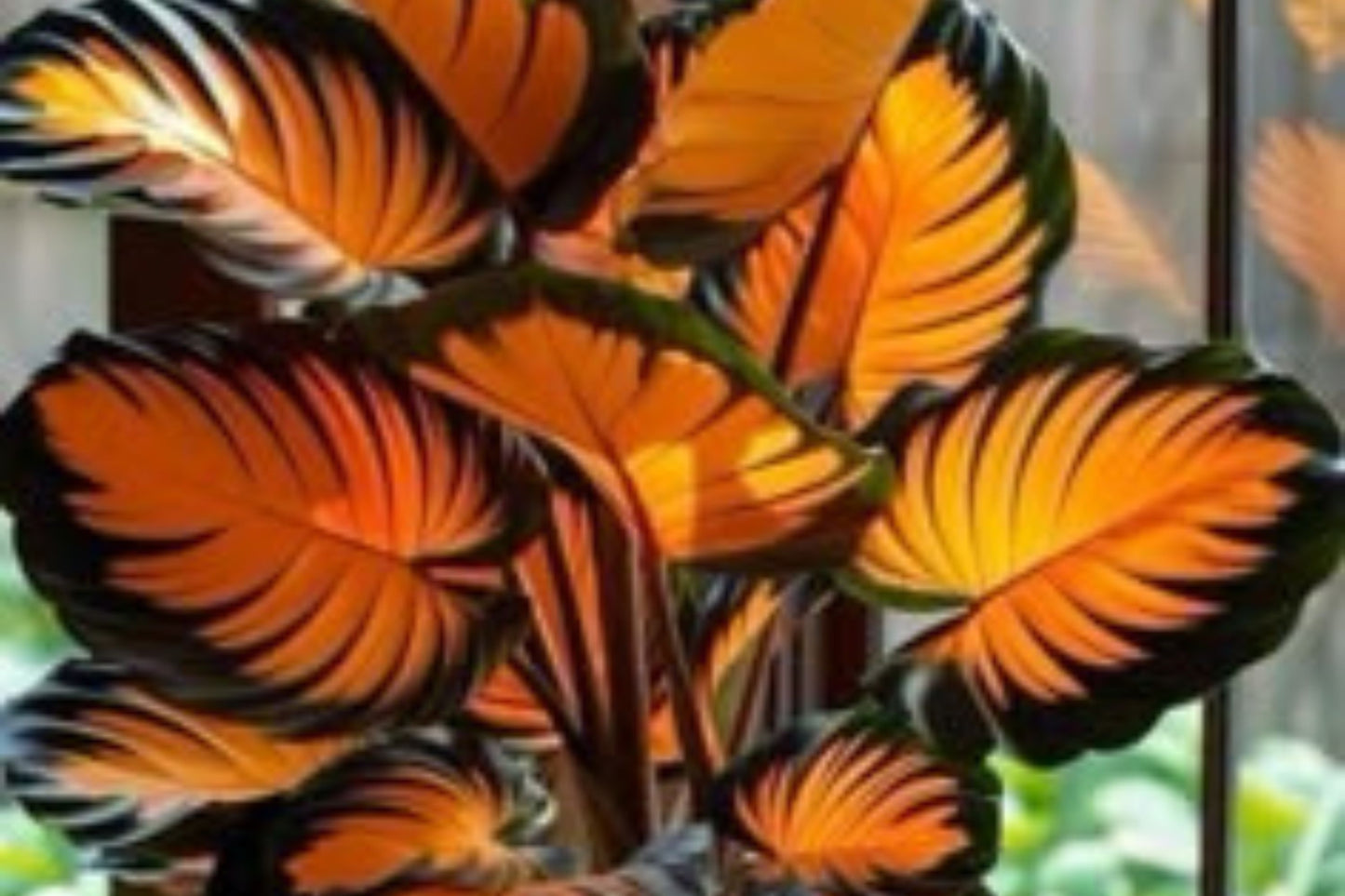 Sunburst Calathea Seeds – 25+ Tropical Houseplant Seeds – USA Grown –  – Easy Care – Striking Foliage – Indoor Garden