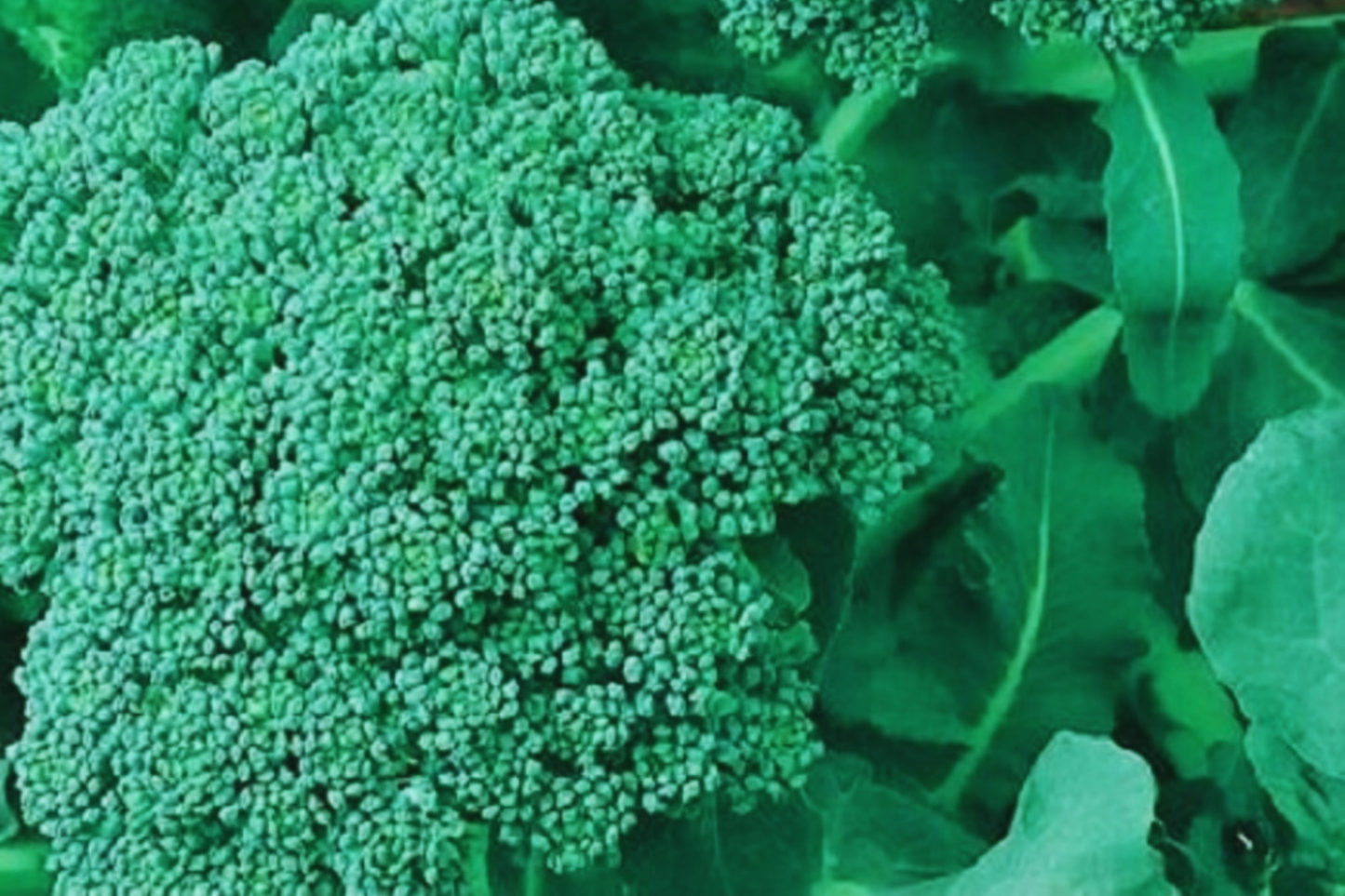 Broccoli Seeds for Sprouting - Non-GMO Fresh Sprouting Seeds - Brassica oleracea