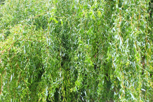 Rare Golden Curls Willow Tree Cutting | Live Dwarf Gold Dragon Claw Plant | Fast Growing Bonsai | Hardy Zones 3-10