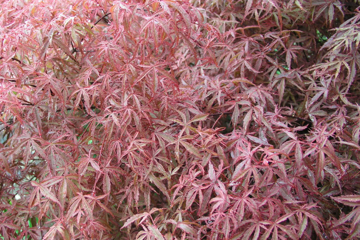 Japanese Maple Kotohime Cutting for Bonsai | Acer Var. Outdoor Hardy in Zone 8a | Ideal for Miniature Tree Styling