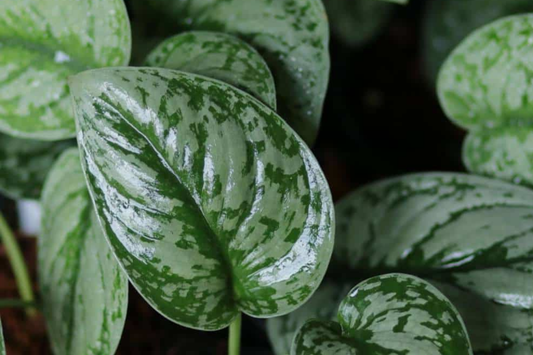 Silver Satin Pothos Cutting | Scindapsus Pictus Houseplant | 2-Node Fresh Cutting for Easy Propagation