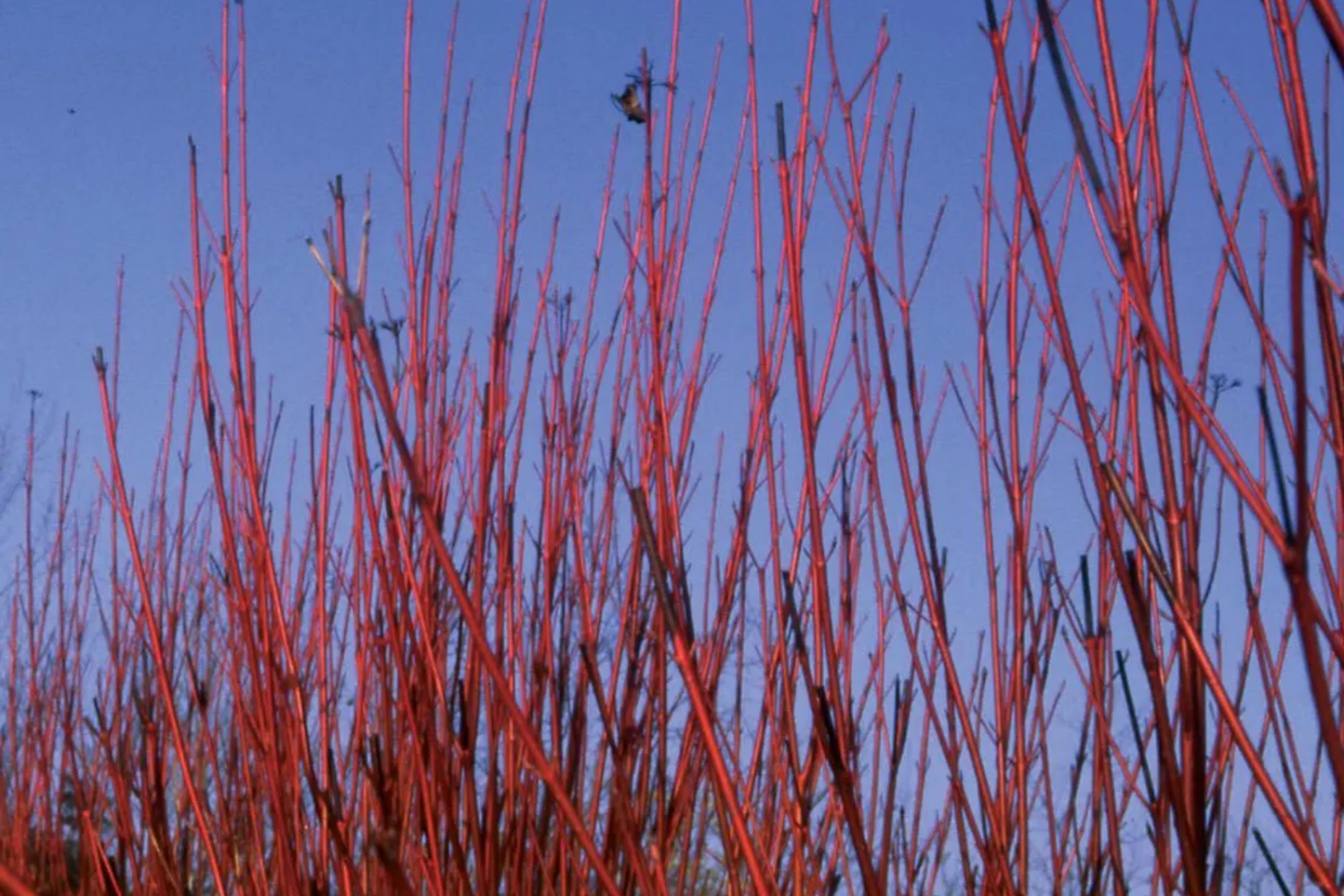 Red Osier Dogwood Cuttings | 12 Live Starter Plants | Native Shrub for Hedges, Wildlife, and Pollinators | Hardy Zones 2-7