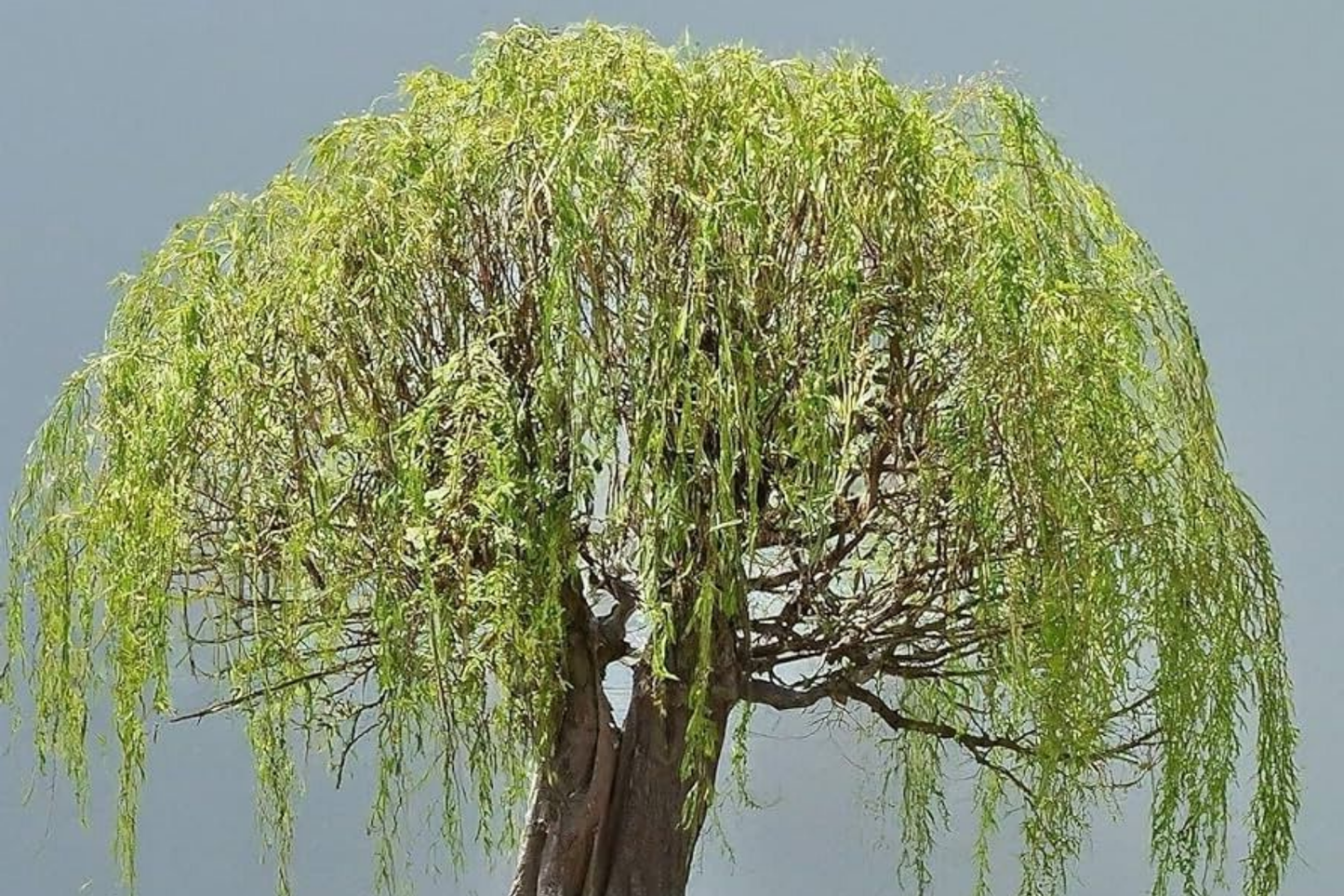Green Weeping Willow Bonsai Tree Cutting | Thick Trunk | Fast Growing & Easy DIY Gift | Perfect for Beginners and Enthusiasts
