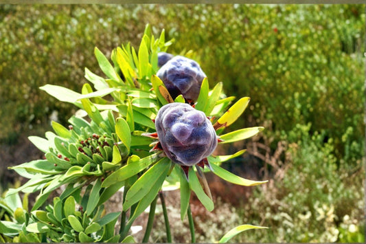 5 Leucadendron pubescens Seeds – Rare South African Shrub – Protea Family – Drought Tolerant – Collector Seeds