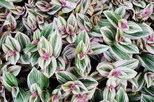 12 Fully Rooted Wandering Jew Cuttings | Tradescantia Zebrina | Healthy, Vibrant & Guaranteed to Grow | Indoor/Outdoor Houseplants