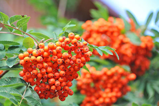 European Mountain Ash Tree | Sorbus aucuparia | 2-3 Ft Live Bare Root Plant | Ornamental Shade Tree | Zones 2-9