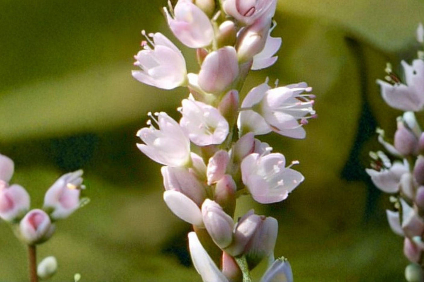 15 Pinkweed Seeds – Persicaria pensylvanica – Native Annual Wildflower – Pollinator Plant