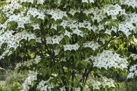 Live Flowering Dogwood Tree - Bare Root 2-3 Ft Plant - Cornus Florida (USDA Zones 4-9)
