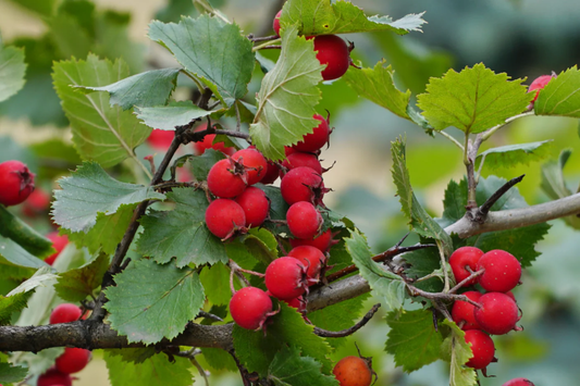 2 Live Mayhaw Trees 6" Seedlings - Heirloom Apple Hawthorn Fruit Tree - Crataegus aestivalis (USDA Zones 6-11)