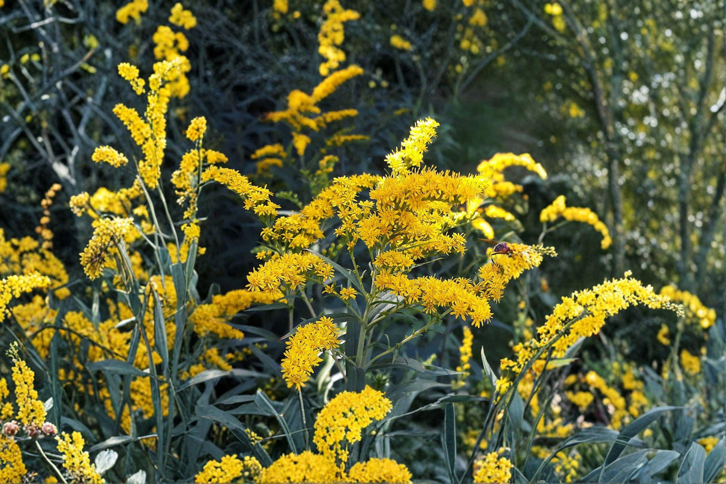 100 Elmleaf Goldenrod Seeds – Solidago ulmifolia – Native Wildflower – Pollinator Plant – Fall Blooms