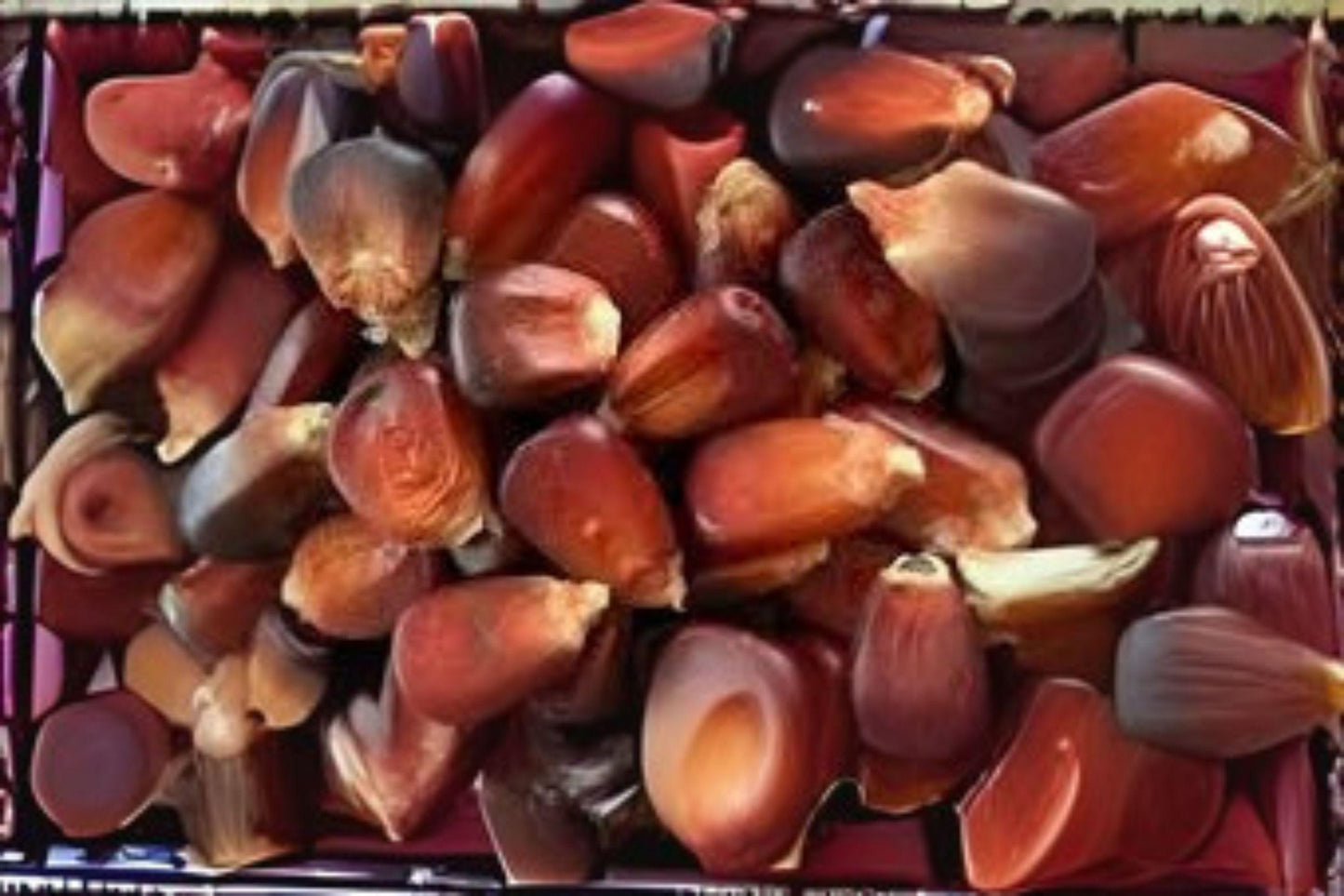 Bloody Butcher Corn Seeds: Heirloom Red Dent Corn, Historic Variety