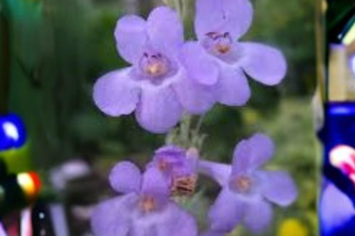 100 mg Penstemon secundiflorus Seeds – Sidebells Beardtongue Wildflower for Native & Pollinator Gardens