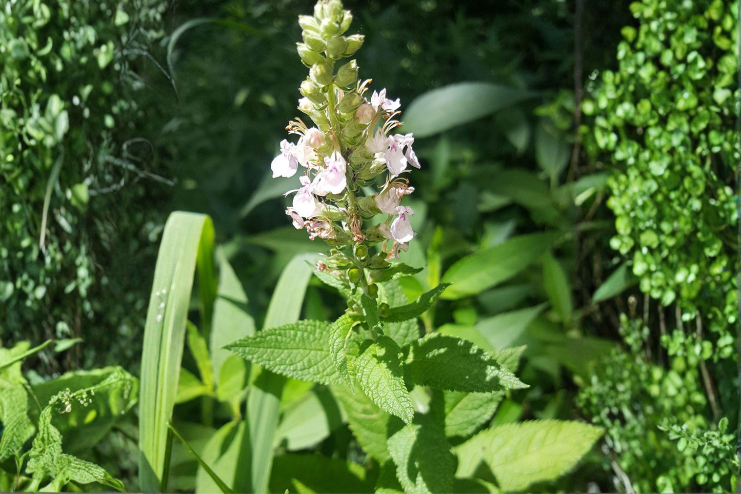40 American Germander Seeds – Teucrium canadense – Native Wildflower – Pollinator Plant – Moist Soil Perennial