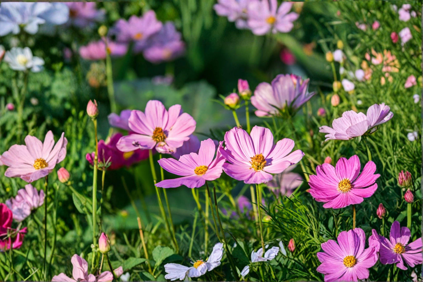 500 mg Petite Mixture Cosmos Seeds – Dwarf Wildflower Blend for Pollinator & Cottage Gardens
