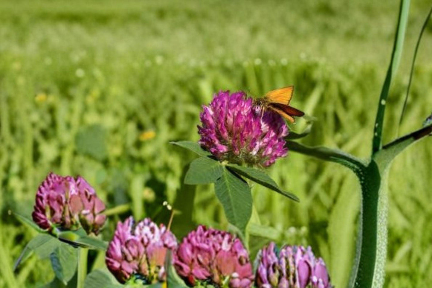 100 Red Clover Seeds – Trifolium pratense – Pollinator Plant – Cover Crop – Nitrogen Fixer