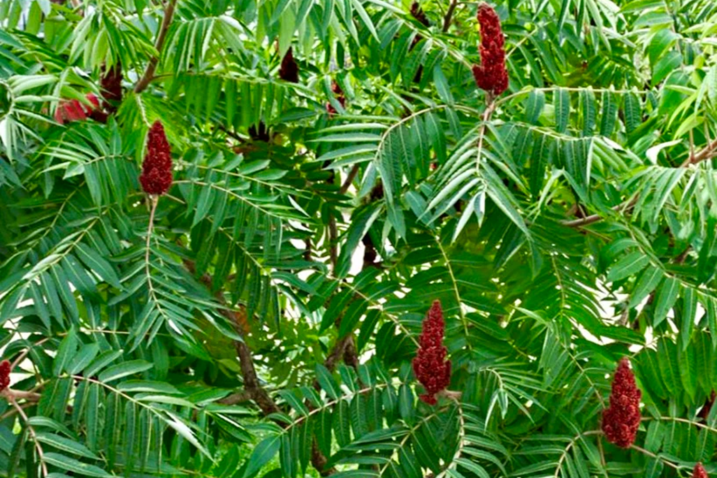 Staghorn Sumac Tree (Rhus typhina) - Live Bare Root Plant 10"-12" | Hardy, Vibrant Foliage for Zones 4-10