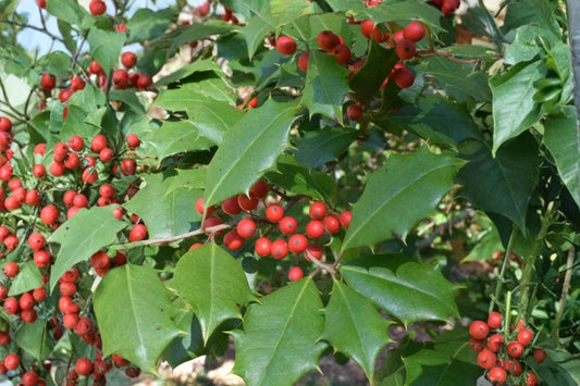 500 mg Seeds | Ilex opaca American Holly | Native Evergreen Tree | Red Berry Holly Plant
