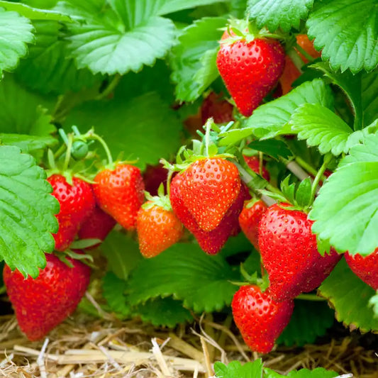 10 Sweet Sensation Strawberry Plants 🍓 Premium Bare Root | Sweet Large Fruit | Non-GMO | Heirloom Garden Starter | Easy to Grow