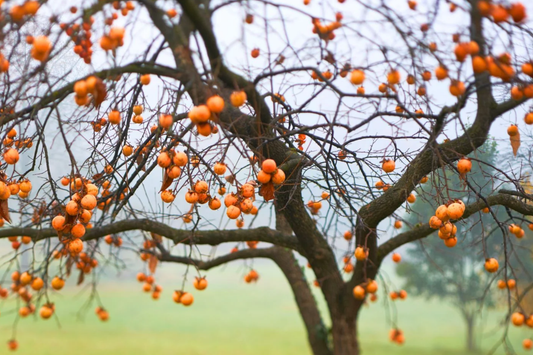 18"-24" American Persimmon Tree - Live Bare Root Plant - Diospyros Virginiana - Hardy Zones 3-8 - Delicious Deciduous Fruit Tree